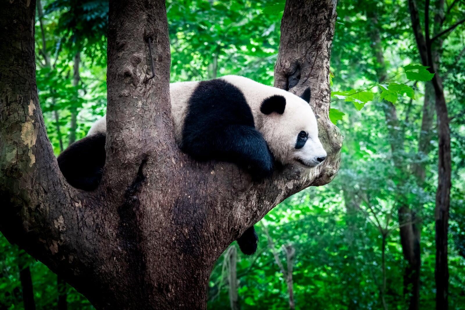 Panda descansando en un arbol